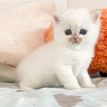 chaton British Shorthair seal golden shell point Tsunade Chatterie Nekobaa