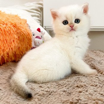 chaton British Shorthair seal golden shell point Tsunade Chatterie Nekobaa