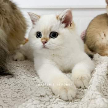 chaton British Shorthair seal golden shell point Tsunade Chatterie Nekobaa