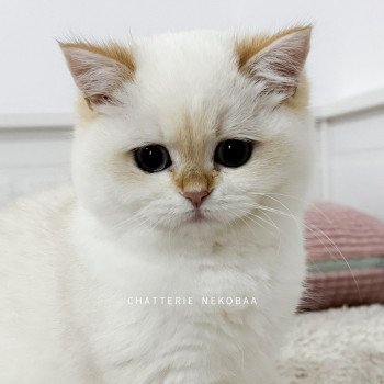 chaton British Shorthair seal golden shell point Tsunade Chatterie Nekobaa