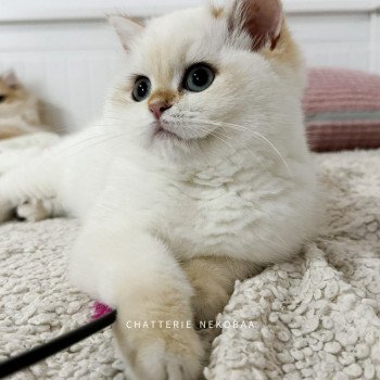 chaton British Shorthair seal golden shell point Tsunade Chatterie Nekobaa