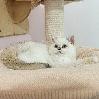 chaton British Shorthair seal golden shell point Tsunade Chatterie Nekobaa