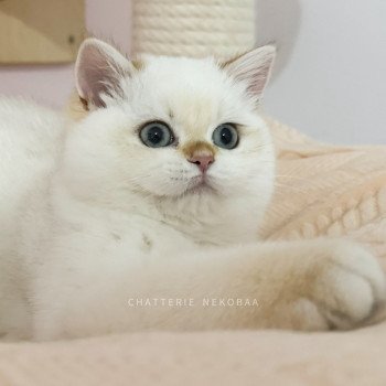 chaton British Shorthair seal golden shell point Tsunade Chatterie Nekobaa