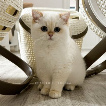 chaton British Shorthair seal golden shell point Tsunade Chatterie Nekobaa