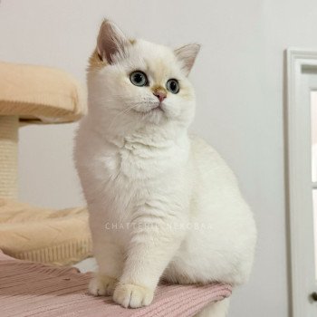 chaton British Shorthair seal golden shell point Urara Tsunade Chatterie Nekobaa