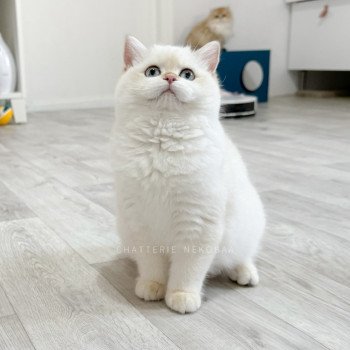 chaton British Shorthair seal golden shell point Urara Tsunade Chatterie Nekobaa