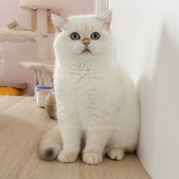 chaton British Shorthair seal golden shell point Urara Tsunade Chatterie Nekobaa