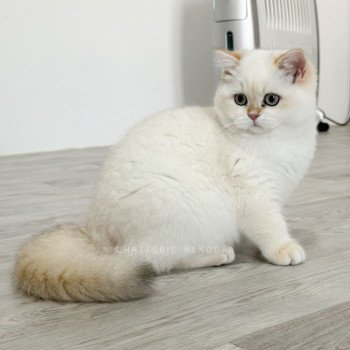 chaton British Shorthair seal golden shell point Urara Tsunade Chatterie Nekobaa