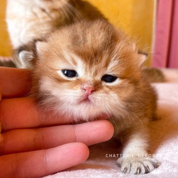 chaton British Shorthair black golden shaded Uchiwa Chatterie Nekobaa