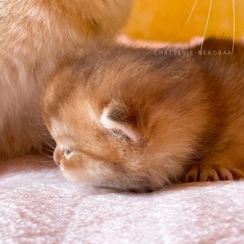 chaton British Shorthair black golden shaded Uchiwa Chatterie Nekobaa