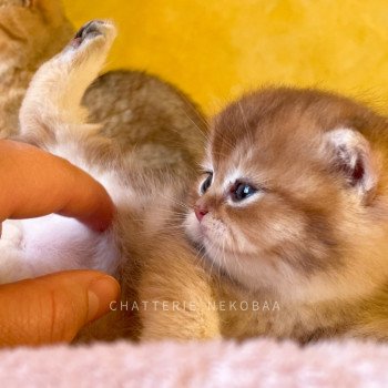 chaton British Shorthair black golden shaded Uchiwa Chatterie Nekobaa