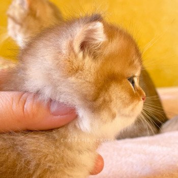 chaton British Shorthair black golden shaded Uchiwa Chatterie Nekobaa