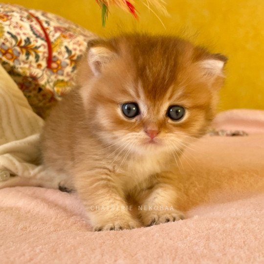 Uchiwa Mâle British Shorthair