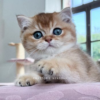 chaton British Shorthair black golden shaded Uchiwa Chatterie Nekobaa