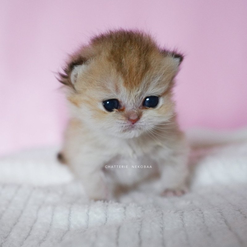 Uchu 🍼 Mâle British Shorthair