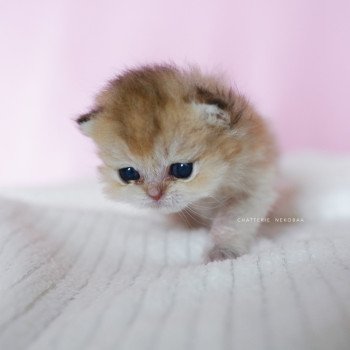 chaton British Shorthair black golden shaded Uchu 🍼 Chatterie Nekobaa