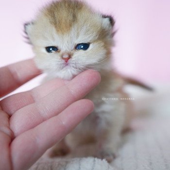 chaton British Shorthair black golden shaded Uchu 🍼 Chatterie Nekobaa