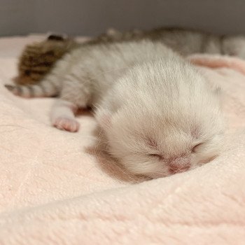 chaton British Shorthair black silver shaded Ueno Chatterie Nekobaa