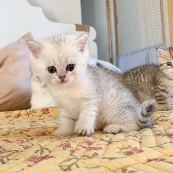 chaton British Shorthair blue silver shaded Ueno Chatterie Nekobaa