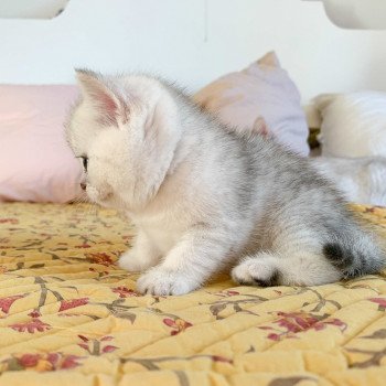 chaton British Shorthair blue silver shaded Ueno Chatterie Nekobaa