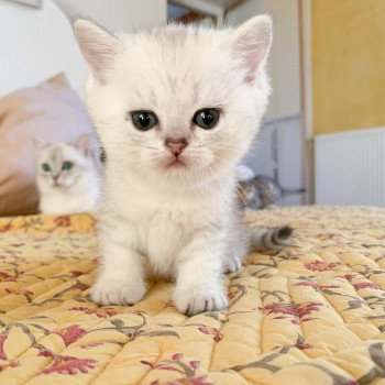 chaton British Shorthair blue silver shaded Ueno Chatterie Nekobaa