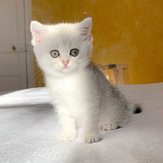 Reine Ueno Femelle British Shorthair