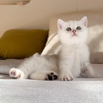 chaton British Shorthair blue silver shaded Ueno Chatterie Nekobaa