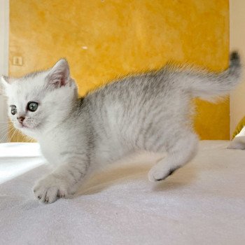 chaton British Shorthair blue silver shaded Ueno Chatterie Nekobaa