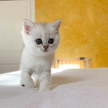 chaton British Shorthair blue silver shaded Ueno Chatterie Nekobaa