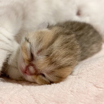 chaton British Shorthair brown mackerel tabby Uta Chatterie Nekobaa