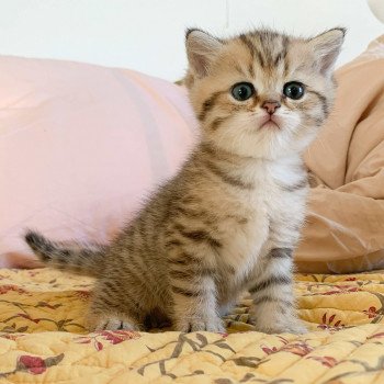 chaton British Shorthair blue golden Uta Chatterie Nekobaa