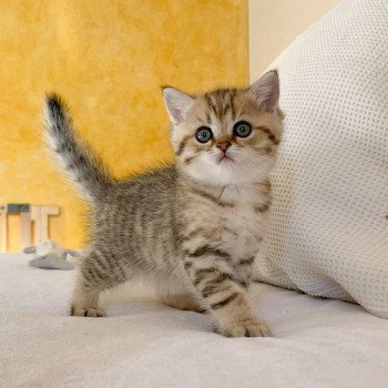 chaton British Shorthair blue golden Uta Chatterie Nekobaa