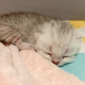 chaton British Shorthair black silver shaded Uzumaki Chatterie Nekobaa