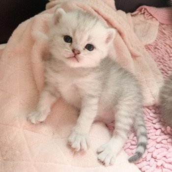 chaton British Shorthair blue silver shaded Uzumaki Chatterie Nekobaa