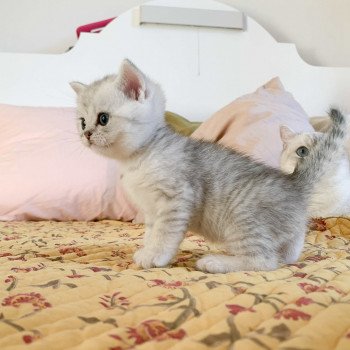 chaton British Shorthair blue silver shaded Uzumaki Chatterie Nekobaa