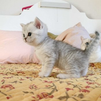 chaton British Shorthair blue silver shaded Uzumaki Chatterie Nekobaa