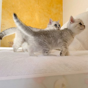 chaton British Shorthair blue silver shaded Uzumaki Chatterie Nekobaa