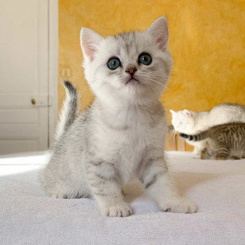 chaton British Shorthair blue silver shaded Uzumaki Chatterie Nekobaa