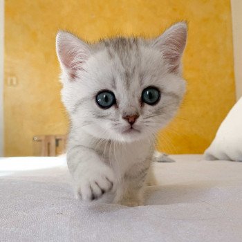 chaton British Shorthair blue silver shaded Uzumaki Chatterie Nekobaa