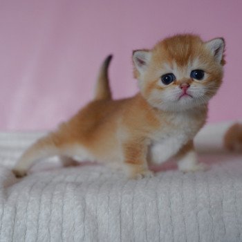 chaton British Shorthair black golden shell Valaris Chatterie Nekobaa