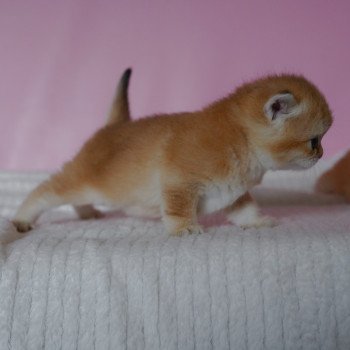 chaton British Shorthair black golden shell Valaris Chatterie Nekobaa