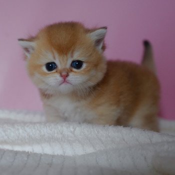 chaton British Shorthair black golden shell Valaris Chatterie Nekobaa