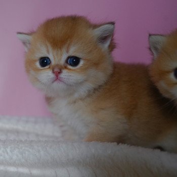 chaton British Shorthair black golden shell Valaris Chatterie Nekobaa