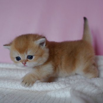 chaton British Shorthair black golden shell Valaris Chatterie Nekobaa