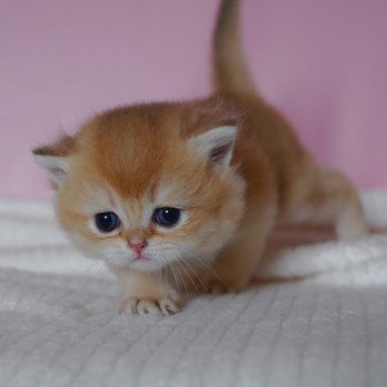 chaton British Shorthair black golden shell Valaris Chatterie Nekobaa