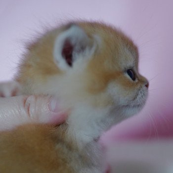 chaton British Shorthair black golden shell Valaris Chatterie Nekobaa