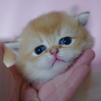 chaton British Shorthair black golden shell Valaris Chatterie Nekobaa