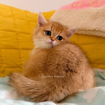 chaton British Shorthair black golden shell Valaris 🐅 Chatterie Nekobaa
