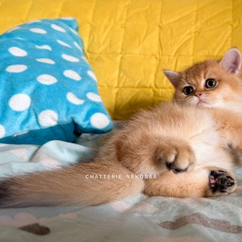 chaton British Shorthair black golden shell Valaris 🐅 Chatterie Nekobaa