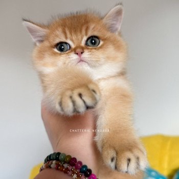 chaton British Shorthair black golden shell Valaris 🐅 Chatterie Nekobaa